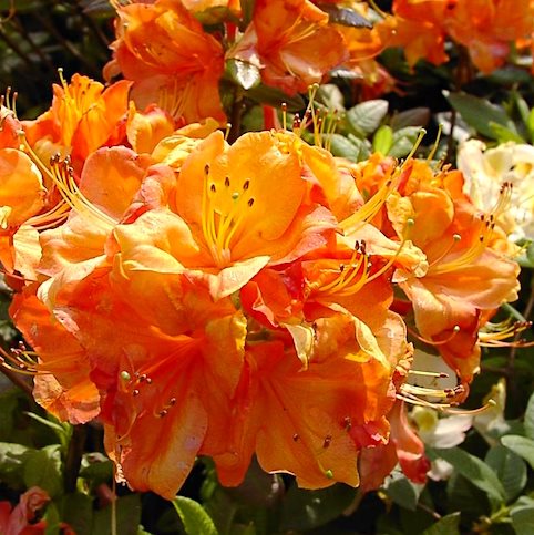 Рододендрон листопадный 'Гловинг Эмберс' / Rhododendron luteum 'Glowing Embers'