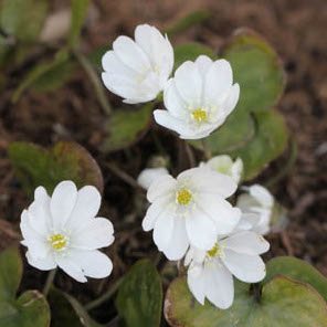 Печеночница благородная 'Вудсайд Вайт' / Hepatica nobilis 'Woodside White'