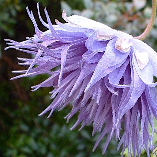 Клематис 'Оушен Перл' / Clematis 'Ocean Pearl'