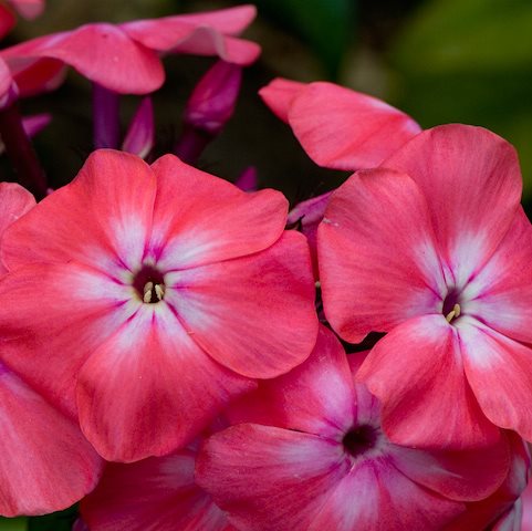 Флокс метельчатый 'Уотермелон Панч' / Phlox paniculata 'Watermelon Punch'