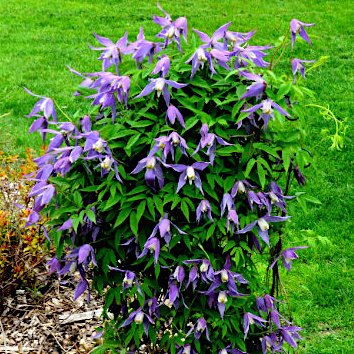 Клематис альпийский  / Clematis alpina