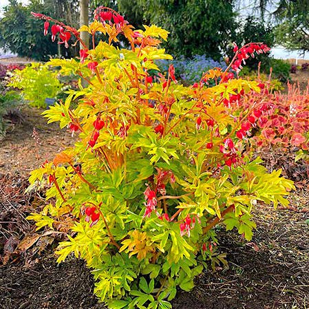 Дицентра ‘Руби Голд’ / Dicentra ‘Ruby Gold’
