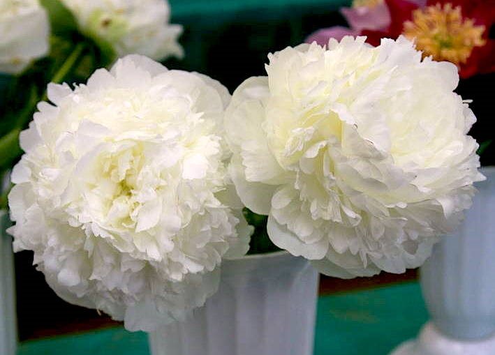 Paeonia Lactiflora (D) White Sarah Bernhardt Passiflora.ru - Сервис коллективных