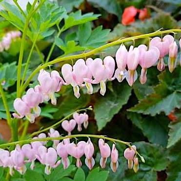 Дицентра превосходная 'Купид' / Dicentra spectabilis 'Cupid'