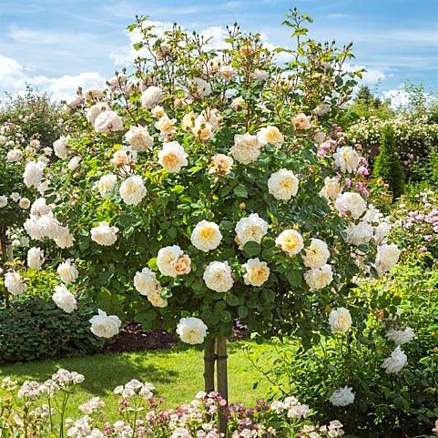 Штамбовая роза Д. Остина Крокус Роуз / Crocus Rose / Emanuel, D. Austin -  Ландшафтная компания Эдельвейс