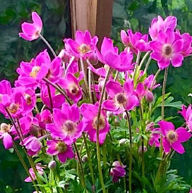 Анемона 'Спринг Бьюти Пинк' / Anemone mult. 'Spring Beauty Pink'