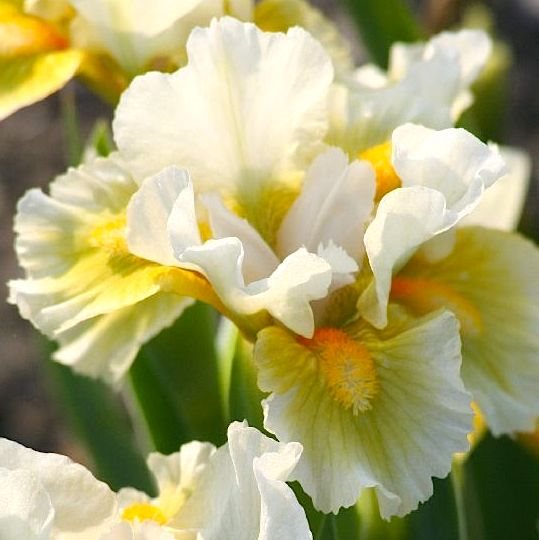 Ирис карликовый 'Тингл' / Iris pumila 'Tingle', Kayeux