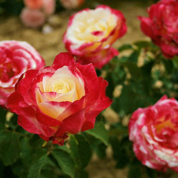 Роза Двойное Удовольствие Фото