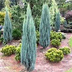 Можжевельник 'Блу Эрроу' / Juniperus 'Blue Arrow'
