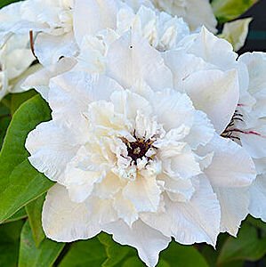 Клематис 'Фест Лайт' / Clematis 'First Light'