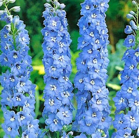 Дельфиниум  'Саммер Скайз' / Delphinium 'Summer Skies'