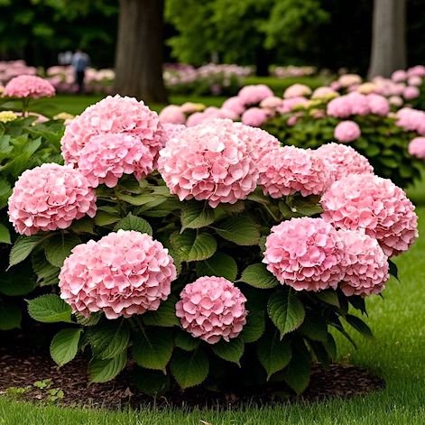 Гортензия крупнолистная 'Таблетензия Пинк' / Hydrangea  macrophylla 'Tabletensia Pink'