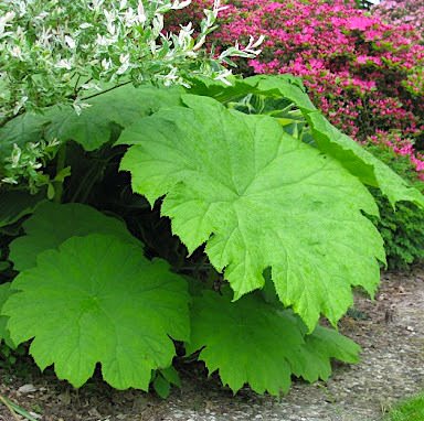 Астильбоидес пластинчатый / Astilboides tabularis