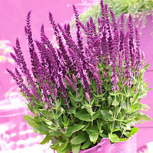Шалфей 'Сенсэйшн Брайт Роуз' / Salvia nemorosa 'Sensation Comp. Bright Rose'