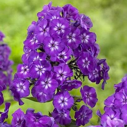 Флокс метельчатый 'Пёрпл Кисс' / Phlox paniculata  'Purple Kiss', 1л.