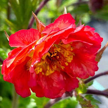 Гравилат 'Темпо Корал' / Geum 'Tempo Coral'