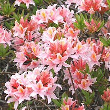 Рододендрон листопадный 'Ирэн Костер' / Rhododendron luteum 'Irene Koster'