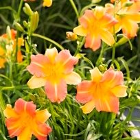 Лилейник 'Эври Дейлили Панч Еллоу' / Hemerocallis 'EveryDaylily Punch Yellow'