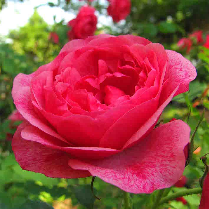 Роза канадская 'Мордэн Руби'/                       Morden Ruby