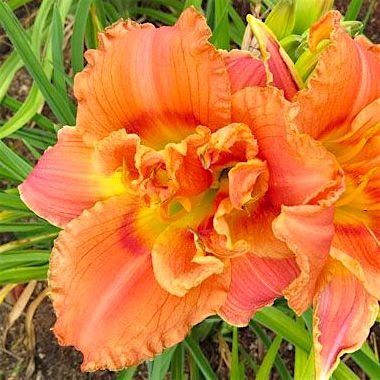 Лилейник 'Конго Корал' / Hemerocallis 'Congo Coral'