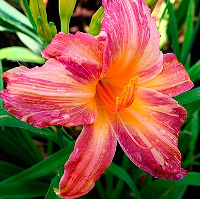 Лилейник 'Пинк Страйпс' / Hemerocallis 'Pink Stripes'