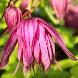 Клематис 'Пинк Дрим' / Clematis alpina 'Pink Dream'