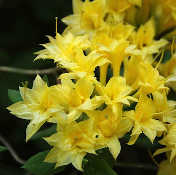 Рододендрон листопадный 'Нарциссифлора' / Rhododendron luteum 'Narcissiflora'