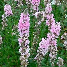 Дербенник иволистный 'Блаш' / Lythrum salicaria 'Blush'
