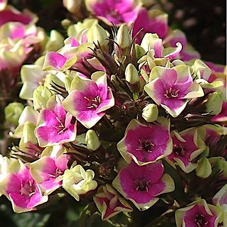 Флокс метельчатый 'Ореол'  / Phlox paniculata Aureole