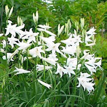 Парадизея лилиевидная / Paradisea liliastrum