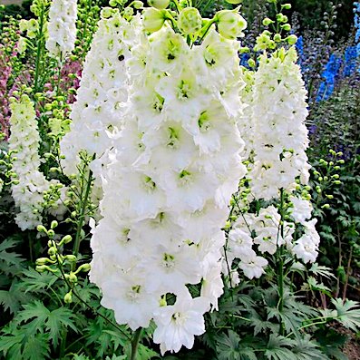 Дельфиниум 'Галахад' / Delphinium 'Galahad'