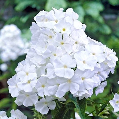 Флокс метельчатый 'Уайт Адмирал' / Phlox paniculata 'White Admiral'