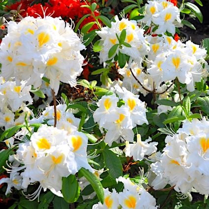 Рододендрон листопадный 'Шнееголд' / Rhododendron luteum 'Schneegold'