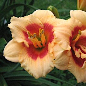 Лилейник 'Ю энджел ю' / Hemerocallis 'You angel you'