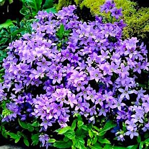 Колокольчик молочноцветковый  'Пуфф'  /  Campanula   lactiflora  Pouffe