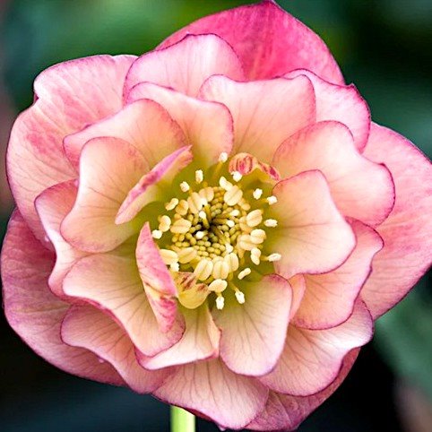 Морозник восточный 'Дабл Эллен Пич' / Helleborus orientalis 'Double Ellen Peach'