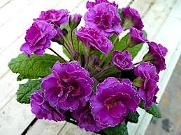 Примула 'Барнхэвен Фру Фру' / Primula   'Barnhaven Frou Frou'