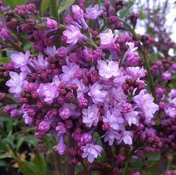 Сирень гиацинтовая 'Анабель' / Syringa hyacinthiflora 'Anabel'
