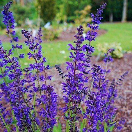 Шалфей дубравный 'Перпл Спринг' / Salvia nemorosa 'Purple Spring'