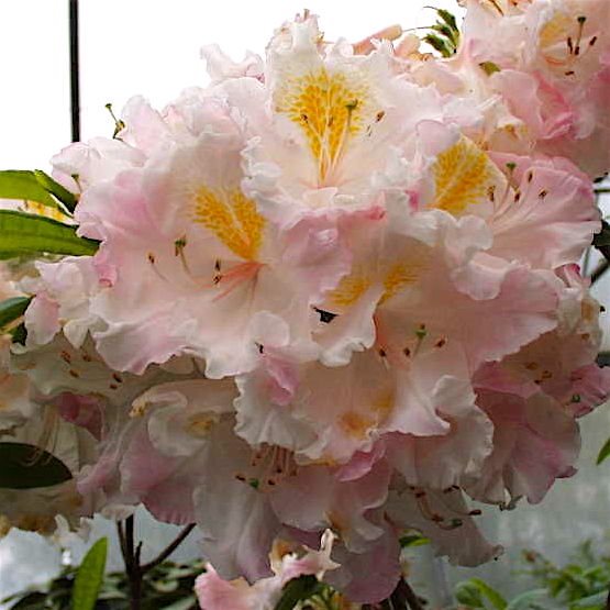 Рододендрон листопадный 'Арктик Флаш' / Rhododendron luteum 'Arctic Flush'