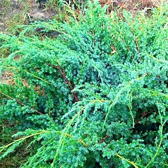 Можжевельник китайский 'Блу Альпс' / Juniperus  chinensis 'Blue Alps'