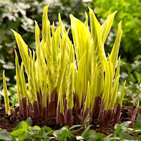 Хоста 'Липстик Блонд'/ Hosta hybride 'Lipstick Blonde'