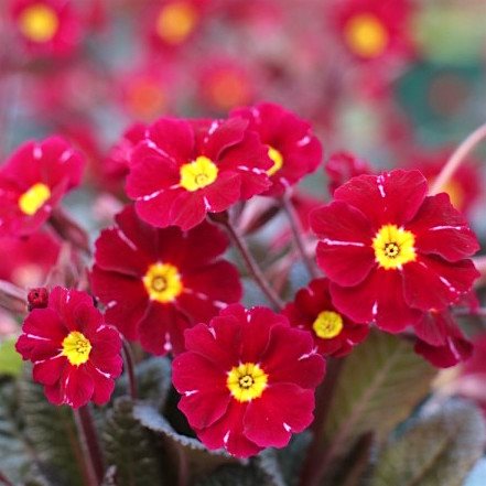 Примула   'Бларни Кастл Рэд' /          Primula  vulgaris 'Blarney Castle Red'