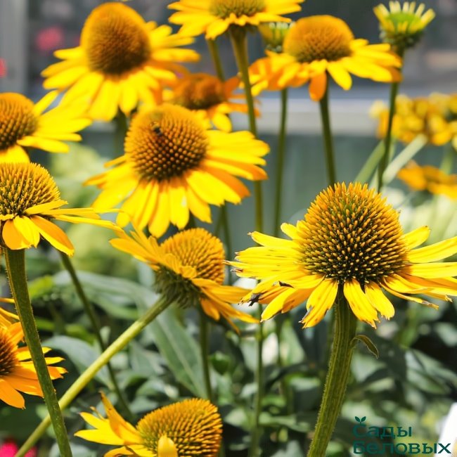Эхинацея 'Меллоу Еллоу' / Echinacea 'Mellow Yellow' - Ландшафтная ...