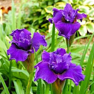 Ирис сибирский 'Раффлд Плас'  / Iris sibirica 'Ruffled Plus'