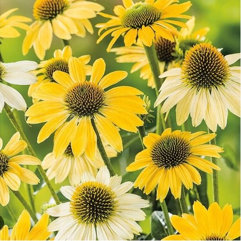 Эхинацея 'Меллоу Еллоу' / Echinacea 'Mellow Yellow' - Ландшафтная ...