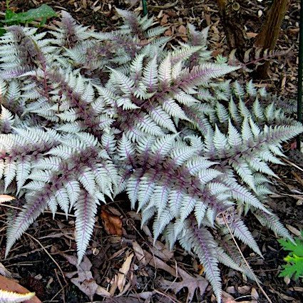 Папоротник кочедыжник 'Рэд Бьюти' / Athyrium nipponicum 'Red Beauty'