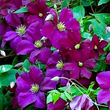 Клематис витицелла 'Полиш Спирит' / Clematis viticella 'Polish Spirit'