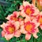 Лилейник 'Строберри Кэнди' / Hemerocallis 'Strawberry Candy'