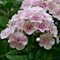 Флокс метельчатый 'Юник Биколор' / Phlox paniculata 'Younique Bicolor'